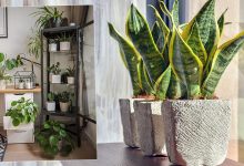 Photo of Топ-16 растений для домашнего офиса