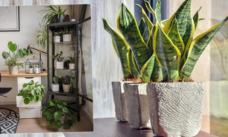 Photo of Топ-16 растений для домашнего офиса